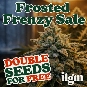 Looking for Cannabis Seeds?